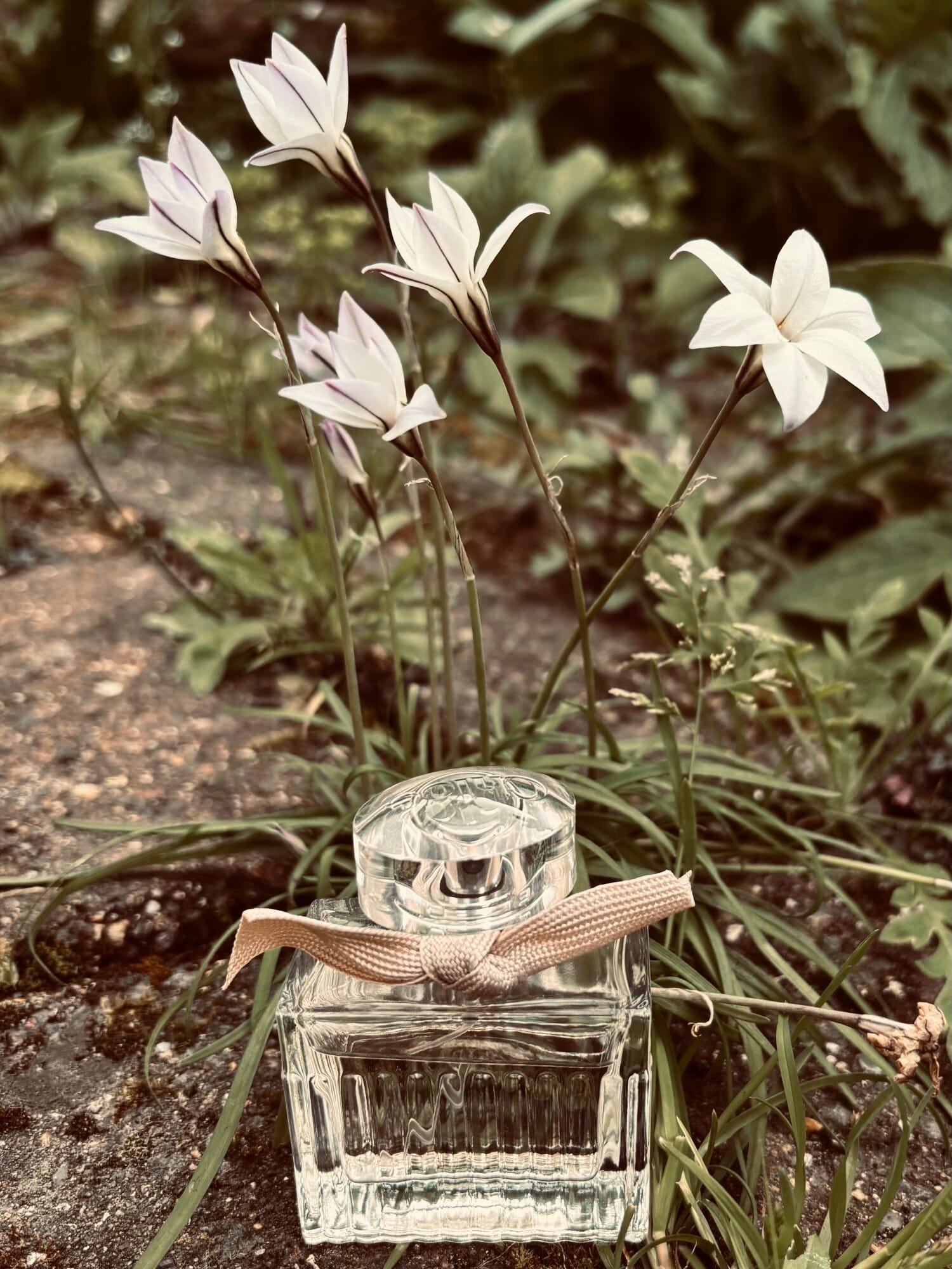 Chloé Eau de Parfum, on-skin / lifestyle